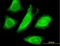 STAU1 Antibody (monoclonal) (M03)