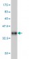 STAU1 Antibody (monoclonal) (M03)