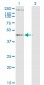 STEAP1 Antibody (monoclonal) (M01)