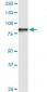STIM1 Antibody (monoclonal) (M01)