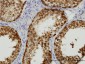 STIP1 Antibody (monoclonal) (M01)