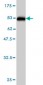 STIP1 Antibody (monoclonal) (M01)