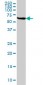 STIP1 Antibody (monoclonal) (M01)