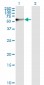 STIP1 Antibody (monoclonal) (M01)