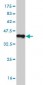 STIP1 Antibody (monoclonal) (M11)