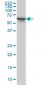 STIP1 Antibody (monoclonal) (M11)