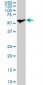 STIP1 Antibody (monoclonal) (M11)