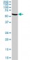 STIP1 Antibody (monoclonal) (M11)