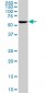 STIP1 Antibody (monoclonal) (M11)