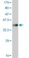 STK17B Antibody (monoclonal) (M01)