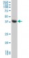 STK17B Antibody (monoclonal) (M01)