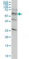 STK33 Antibody (monoclonal) (M02)