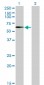 STK33 Antibody (monoclonal) (M02)