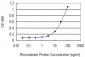 STK33 Antibody (monoclonal) (M02)