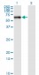 STK33 Antibody (monoclonal) (M03)