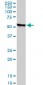 STK38 Antibody (monoclonal) (M01)