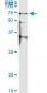 STK38 Antibody (monoclonal) (M01)