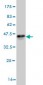 STK38 Antibody (monoclonal) (M11)