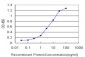 STK38 Antibody (monoclonal) (M11)