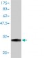 STK4 Antibody (monoclonal) (M01)