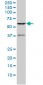 STK4 Antibody (monoclonal) (M01)