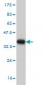 STK4 Antibody (monoclonal) (M02)