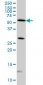 STK4 Antibody (monoclonal) (M02)