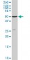 STK4 Antibody (monoclonal) (M02)