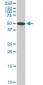 STK4 Antibody (monoclonal) (M02)