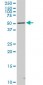 STK4 Antibody (monoclonal) (M02)