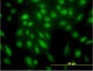 STK4 Antibody (monoclonal) (M02)