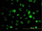 STK6 Antibody (monoclonal) (M01)