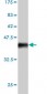 STK6 Antibody (monoclonal) (M01)