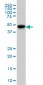 STK6 Antibody (monoclonal) (M01)