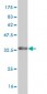 STMN2 Antibody (monoclonal) (M02)