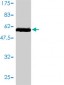 STX1A Antibody (monoclonal) (M01)