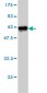 STX1A Antibody (monoclonal) (M02)