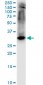 STX1A Antibody (monoclonal) (M02)