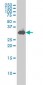 STX1A Antibody (monoclonal) (M02)