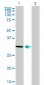 STX1A Antibody (monoclonal) (M02)