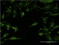 STX4A Antibody (monoclonal) (M02)