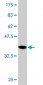 STX4A Antibody (monoclonal) (M02)
