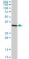 STX4A Antibody (monoclonal) (M02)