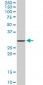 STX4A Antibody (monoclonal) (M02)