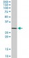 STX4A Antibody (monoclonal) (M02)