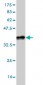 STX4A Antibody (monoclonal) (M04)