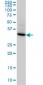STX4A Antibody (monoclonal) (M04)