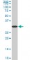 STX4A Antibody (monoclonal) (M04)