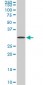 STX4A Antibody (monoclonal) (M04)