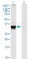 STX4A Antibody (monoclonal) (M04)